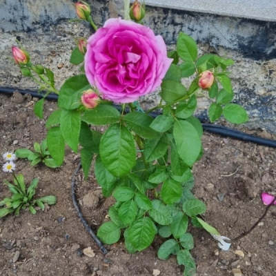 Роза Виллаж де Сент-Ирье-су-Экс