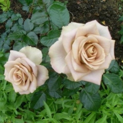 Роза Амнезия