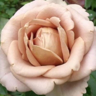 Роза Амнезия