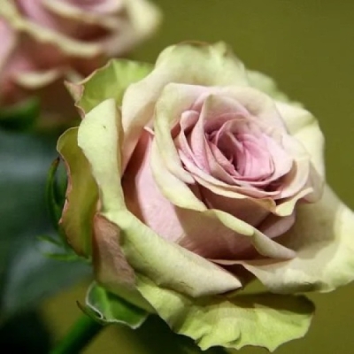 Роза Амнезия