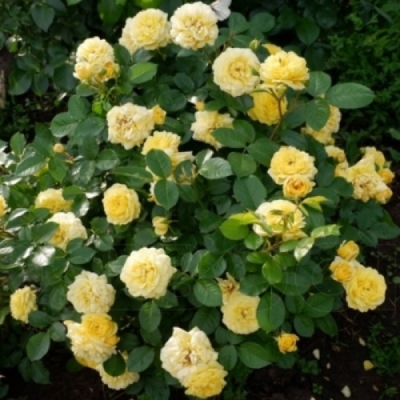 Роза Анни Дюпрей