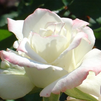 Роза Атена