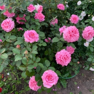 Роза Эшли