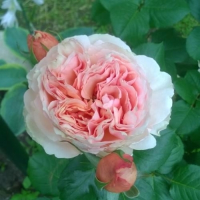 Роза Филинг