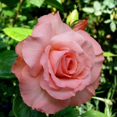 Роза Фламинго