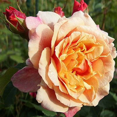 Роза Карамелла