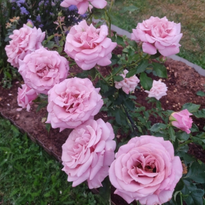 Роза Симпли Джорджиус
