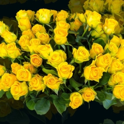 Роза Скайлайн