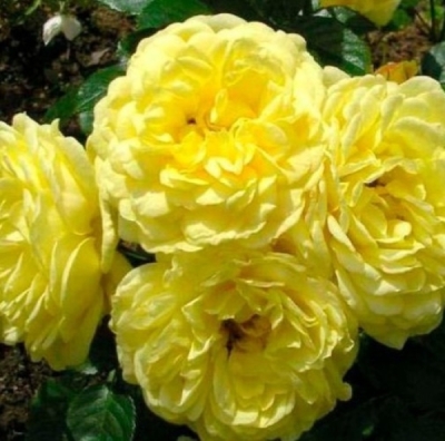 Роза Анни Дюпрей