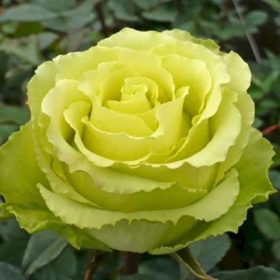 Роза Доллар